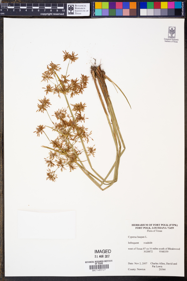 Cyperus haspan image