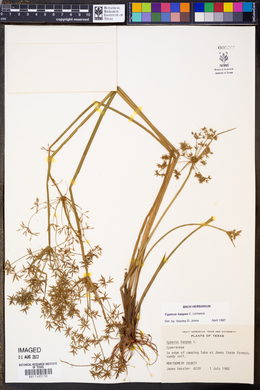 Cyperus haspan image