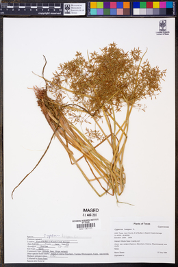 Cyperus haspan image