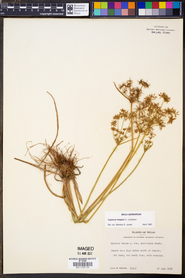 Cyperus haspan image