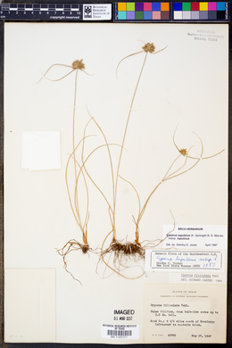 Cyperus lupulinus image