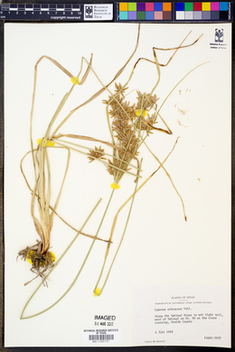 Cyperus ochraceus image