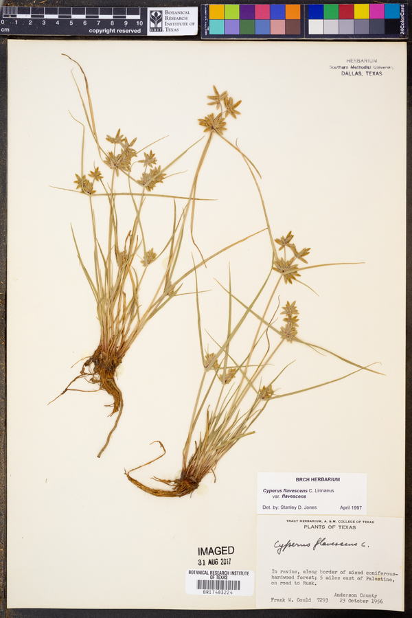Cyperus flavescens image