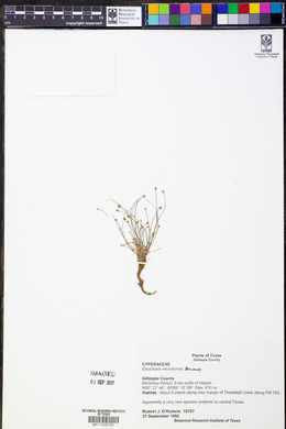 Eleocharis microformis image