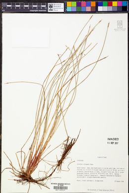 Eleocharis elongata image