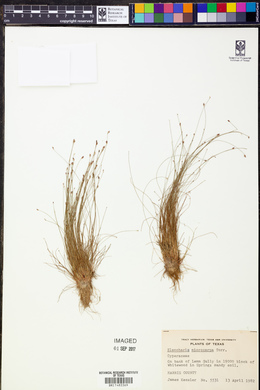 Eleocharis microcarpa image