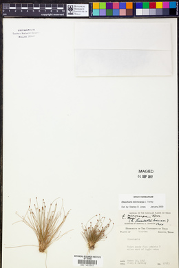 Eleocharis microcarpa image