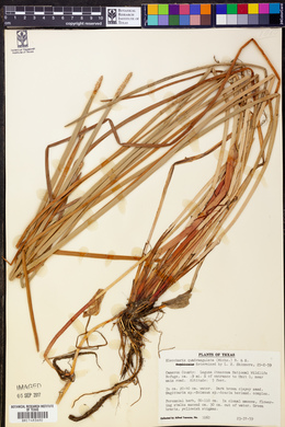 Eleocharis quadrangulata image