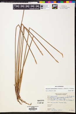 Eleocharis quadrangulata image