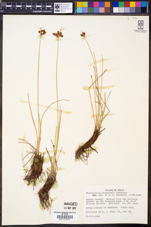 Fimbristylis drummondii image