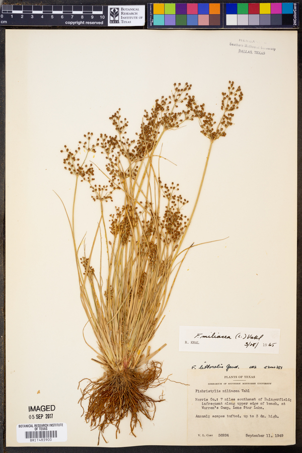 Fimbristylis miliacea image