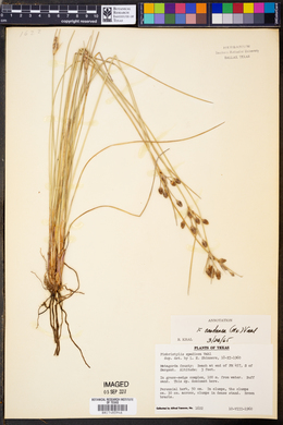 Fimbristylis castanea image