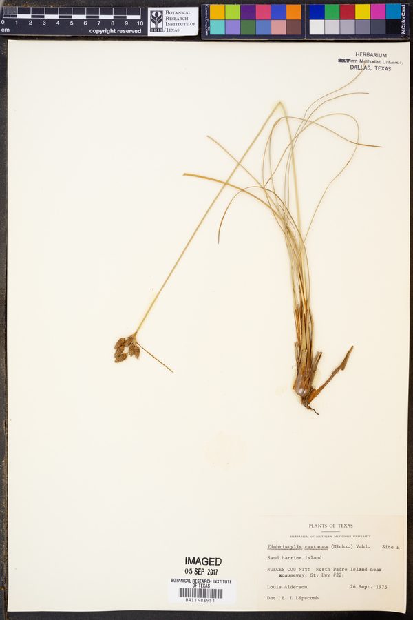 Fimbristylis castanea image