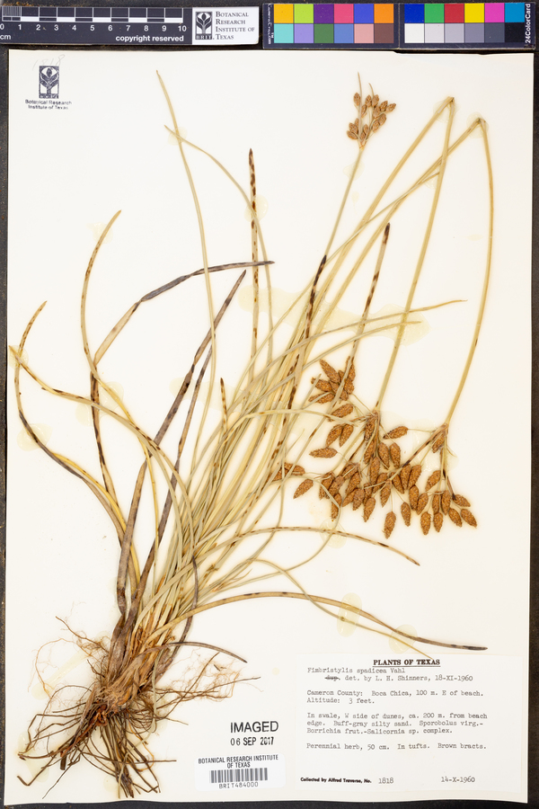 Fimbristylis thermalis image
