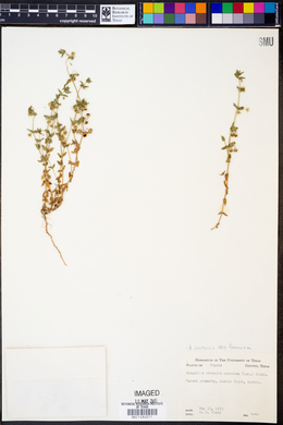 Anagallis arvensis subsp. foemina image