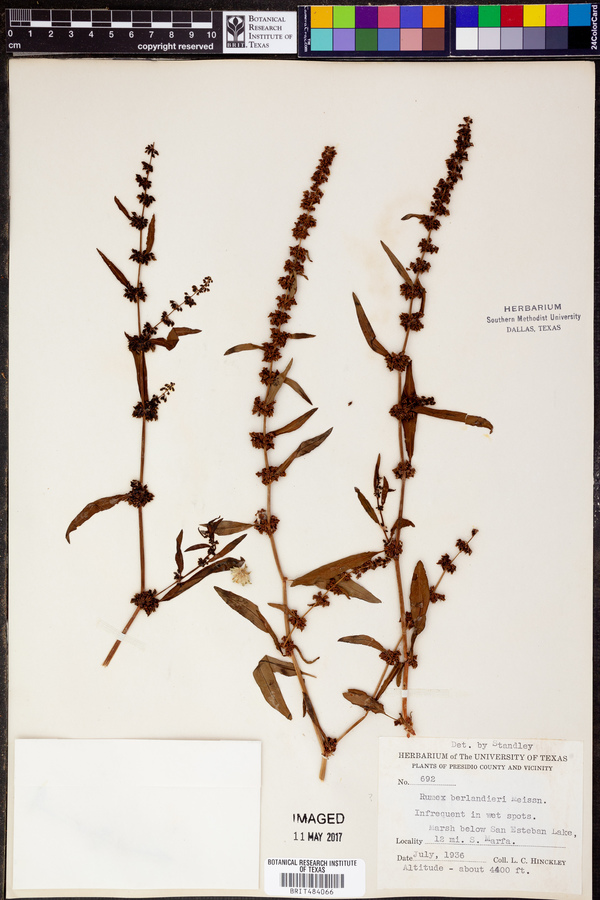 Rumex berlandieri image