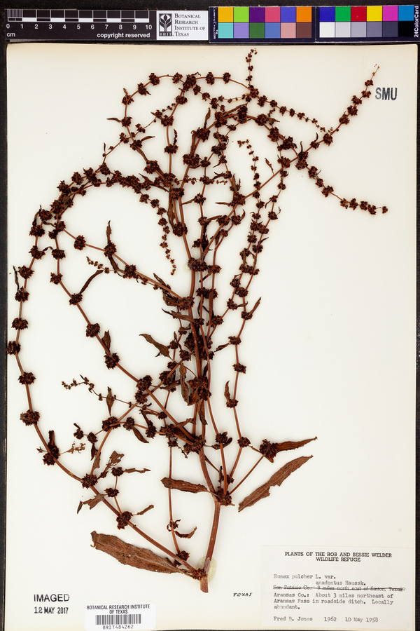 Rumex pulcher subsp. anodontus image