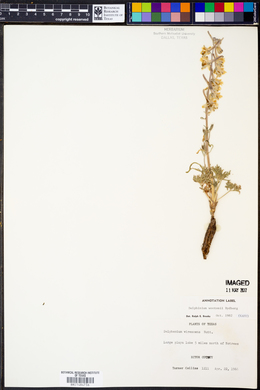 Delphinium wootonii image