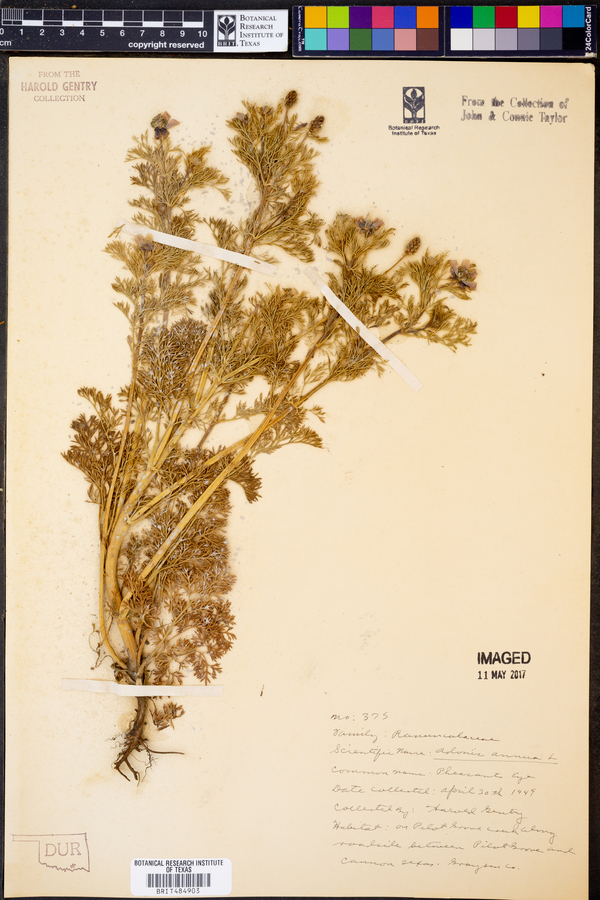 Adonis annua image