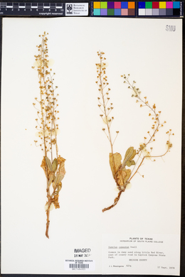 Samolus ebracteatus subsp. cuneatus image
