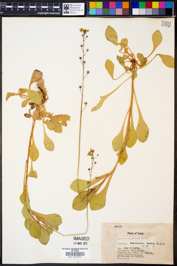 Samolus alyssoides image