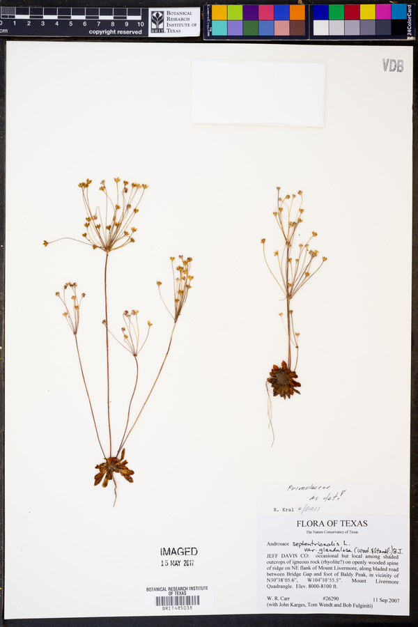 Androsace septentrionalis subsp. glandulosa image