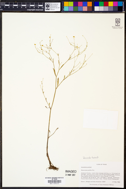 Ranunculus laxicaulis image