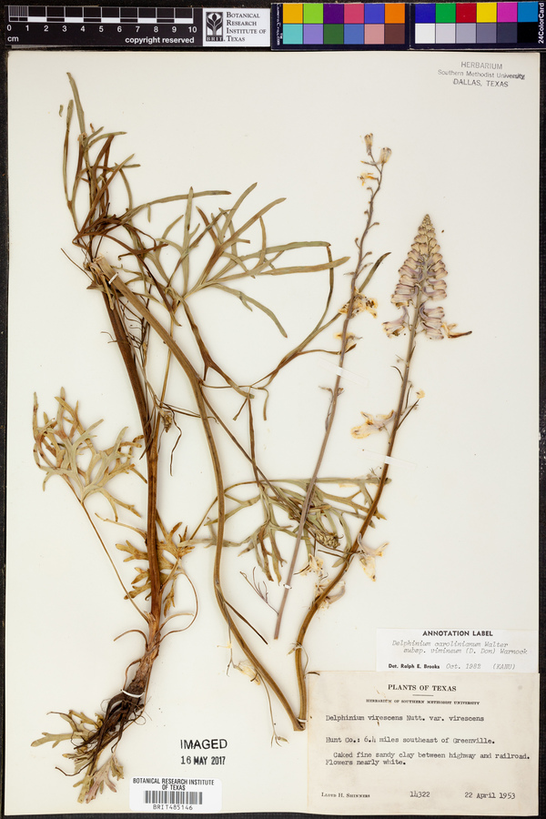 Delphinium carolinianum subsp. vimineum image