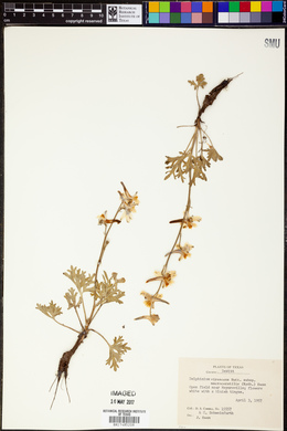 Delphinium carolinianum image