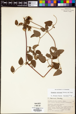 Clematis coccinea image