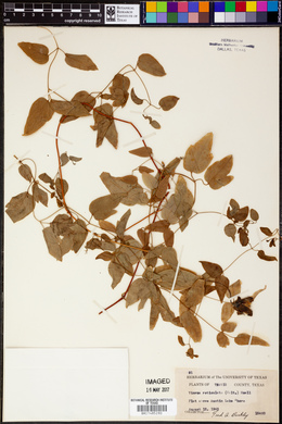 Viorna reticulata image