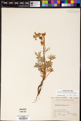 Delphinium carolinianum image