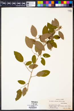 Berchemia scandens image