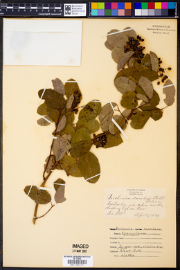 Berchemia scandens image