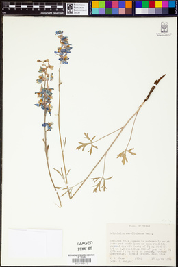 Delphinium carolinianum image