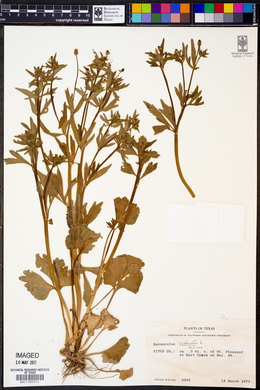 Ranunculus sceleratus image