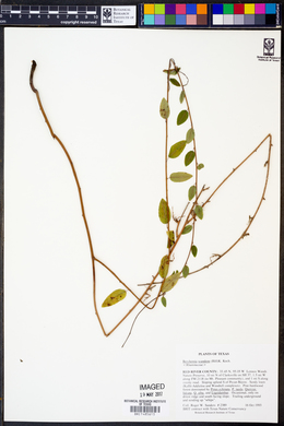 Berchemia scandens image