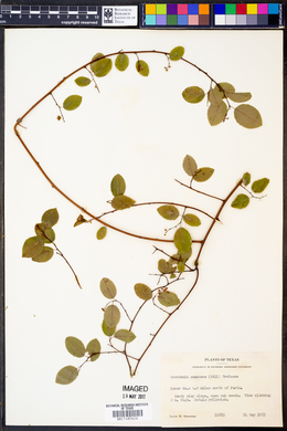 Berchemia scandens image