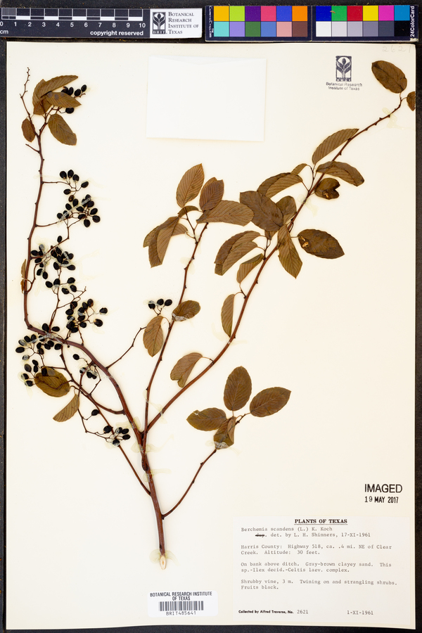 Berchemia scandens image