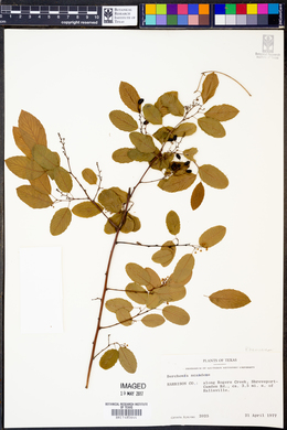 Berchemia scandens image