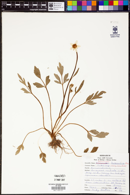 Ranunculus fascicularis image