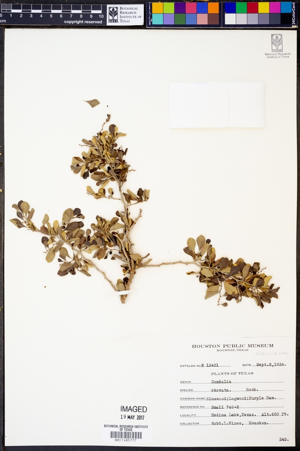 Condalia obovata image