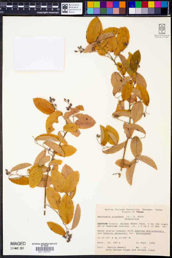 Berchemia scandens image