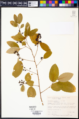 Berchemia scandens image