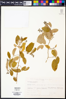 Berchemia scandens image