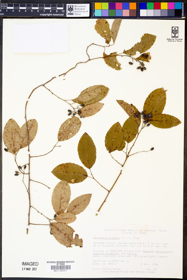 Berchemia scandens image