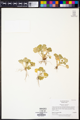 Ranunculus muricatus image