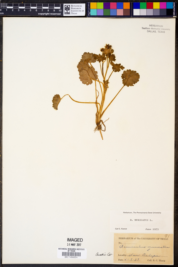 Ranunculus muricatus image