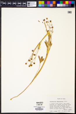 Ranunculus marginatus image