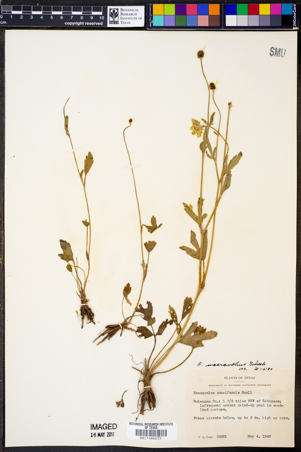 Ranunculus macrantherus image